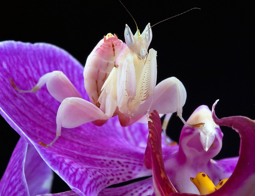 Hymenopus coronatus (Mantis orquídea) – Zoolo Exóticos