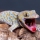 Gekko gecko (Gecko tokay)